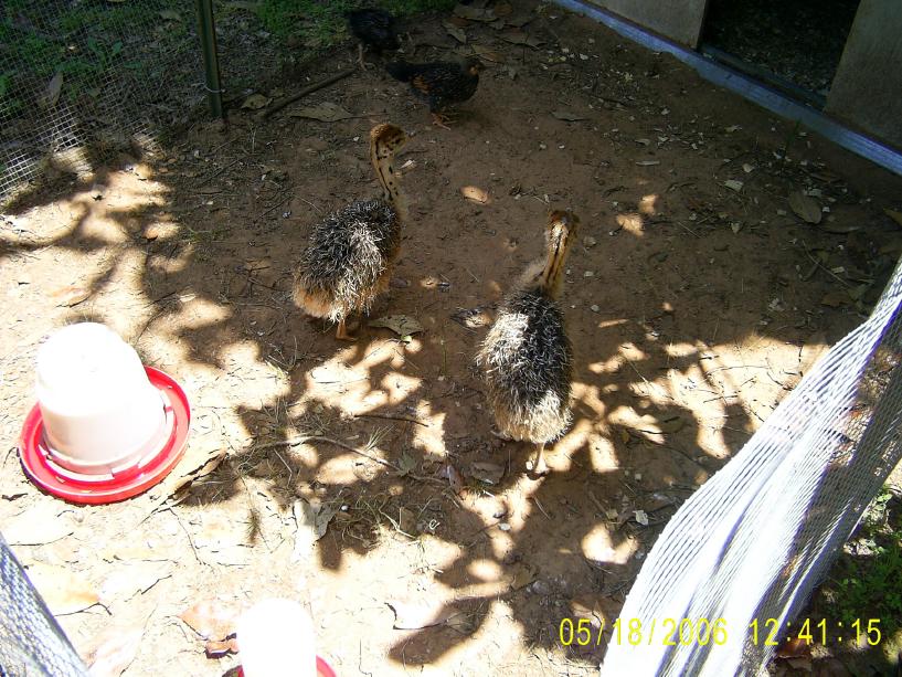 Ostrich Chicks
