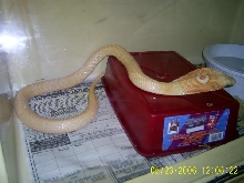 Female Monocled