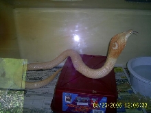 Female Monocled
