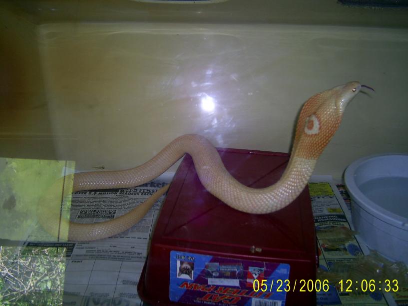 Female Monocled