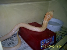 Female Monocled