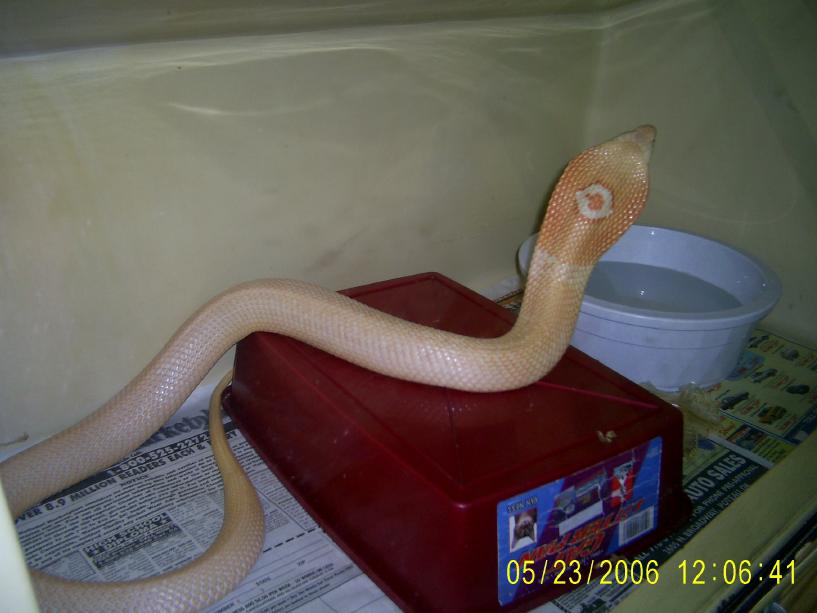 Female Monocled