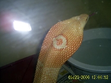 Female Monocled