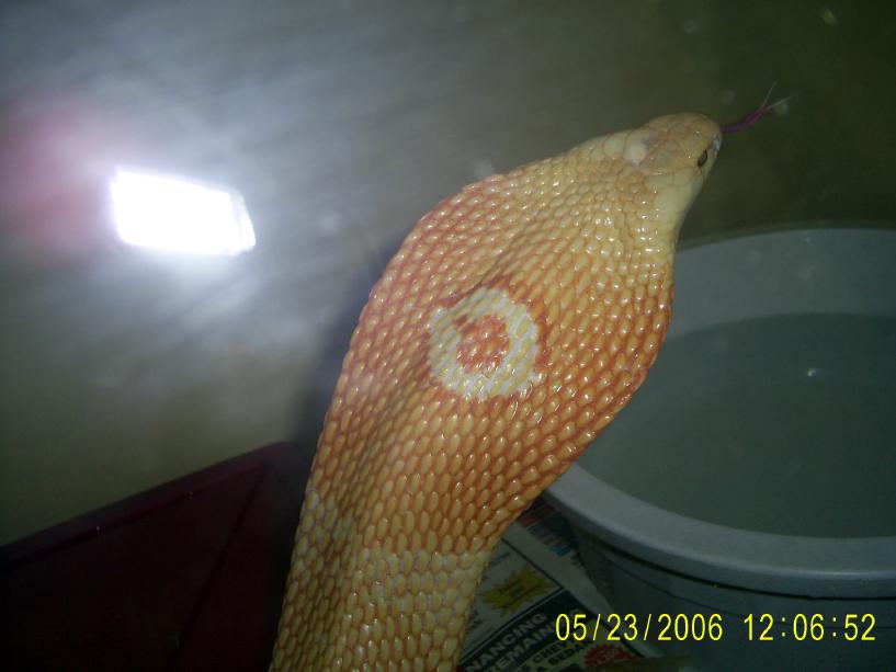 Female Monocled