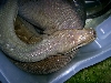 Big Male Olive