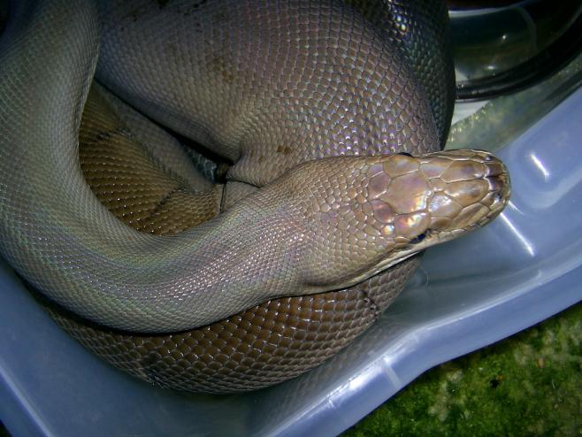 Big Male Olive