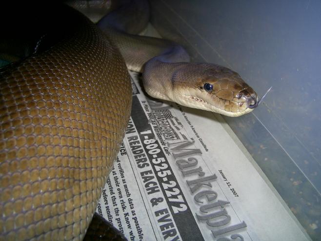 Big Male Olive