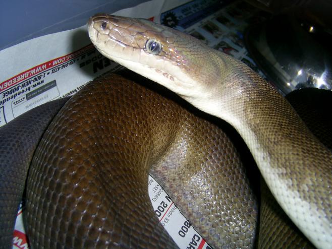 Female Olive Python
