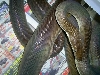 Female Olive Python