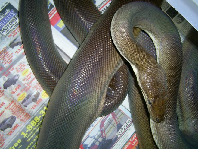 Female Olive Python