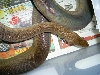 Female Olive Python