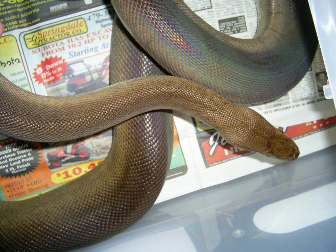 Female Olive Python