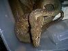 Male Olive Python