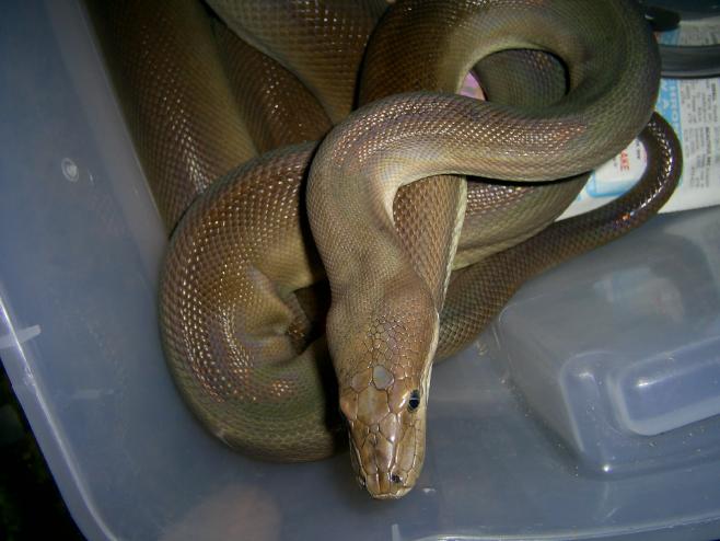Male Olive Python