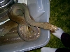 Male Olive Python