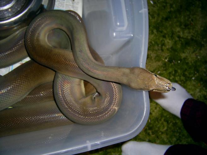 Male Olive Python
