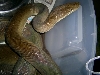 Male Olive Python