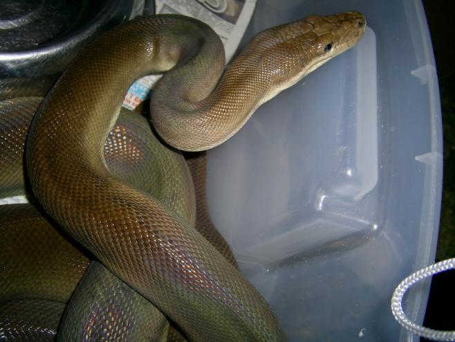 Male Olive Python