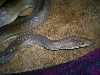 Male Olive Python