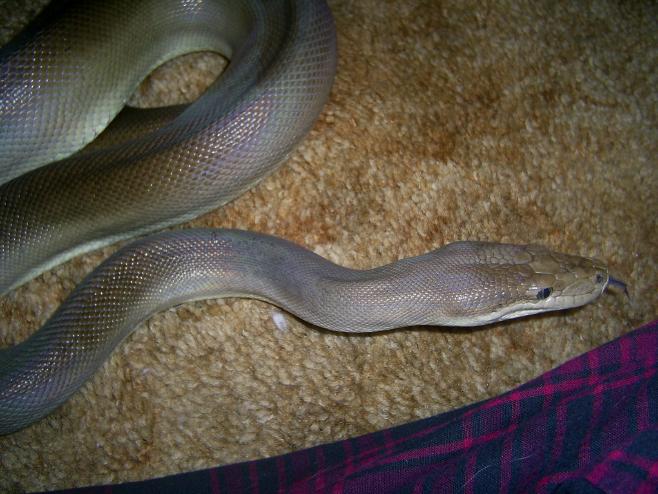 Male Olive Python