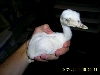 White Rhea Chick