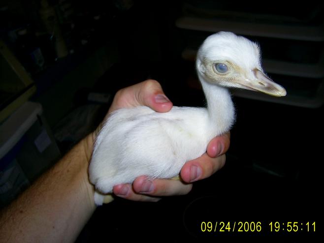 White Rhea Chick