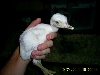 White Rhea Chick