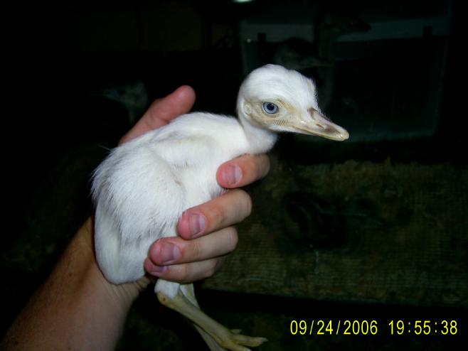White Rhea Chick