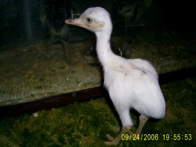 White Rhea Chick