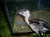 Gray Rhea Chick