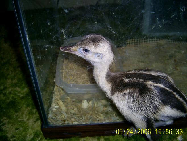 Gray Rhea Chick
