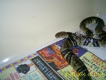 Water Cobra