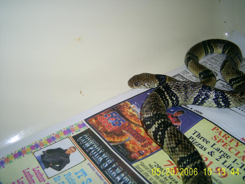 Water Cobra