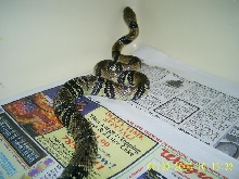 Water Cobra