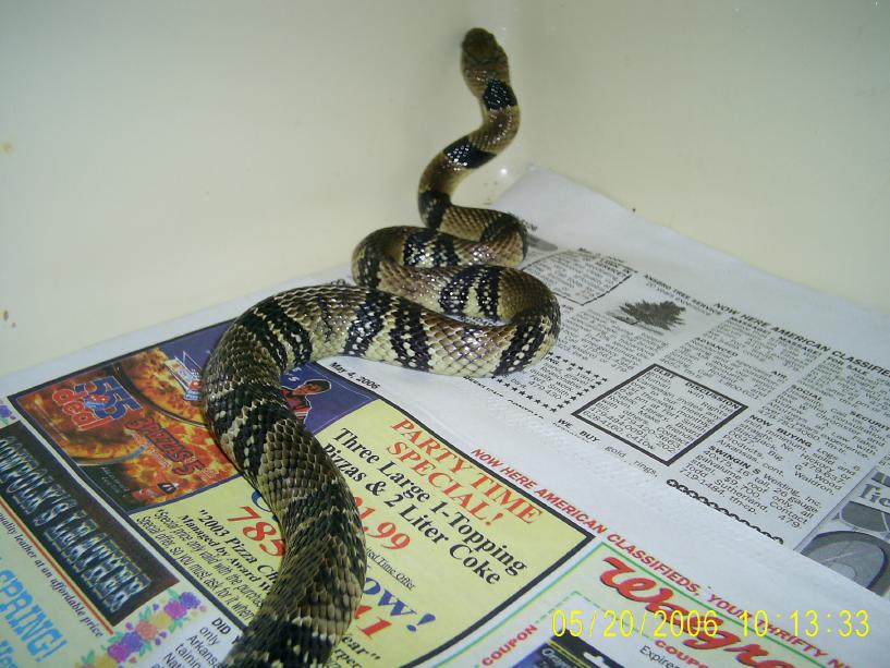 Water Cobra