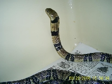 Water Cobra