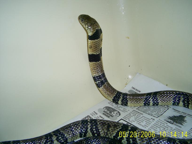 Water Cobra