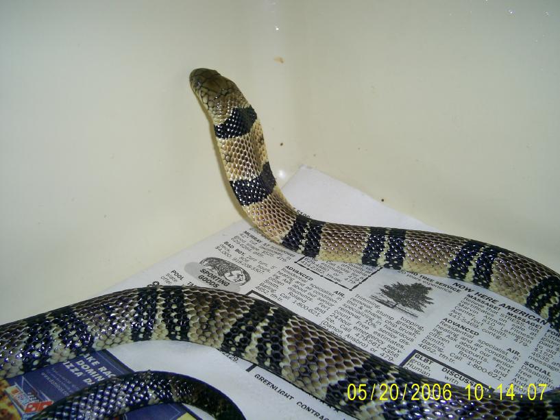 Water Cobra