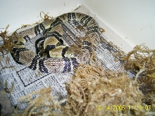 Water Cobra