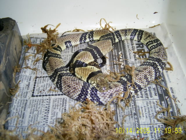 Water Cobra