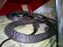 Black Paks
