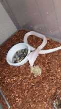 Blizzard Female