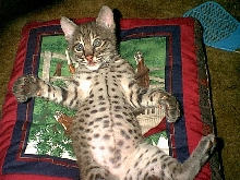 Bobcat