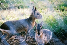 Cavy Pair
