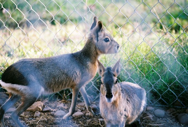 Cavy Pair