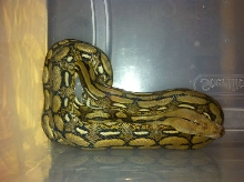 Female Dwarf Tiger