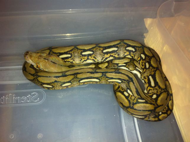 Female Dwarf Tiger