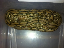 Female Dwarf Tiger