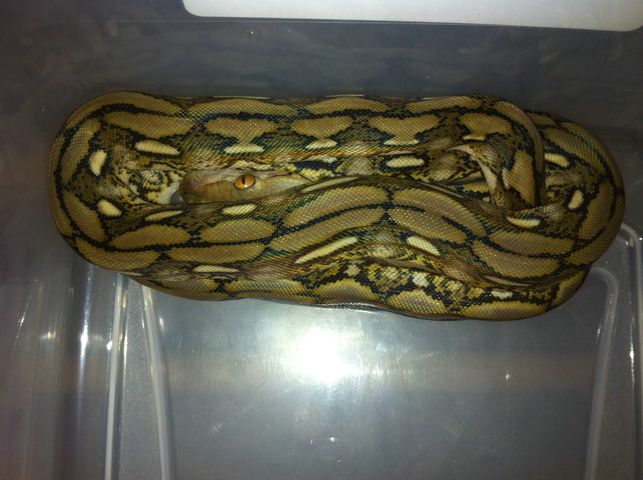 Female Dwarf Tiger