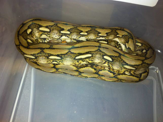 Female Dwarf Tiger